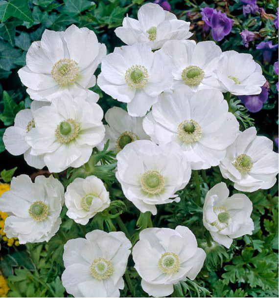 ANEMONES DE CAEN THE BRIDE