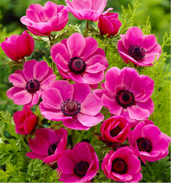 ANEMONES DE CAEN SYLPHIDE