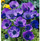 ANEMONES DE CAEN M. FOKKER