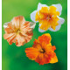 COLIBRIANT 18 NARCISSES ORCHIDEES : 6 EDINBURGH + 6 OUTRIGHT ORANGE + 6 ORANGERY