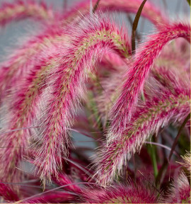 PENNISETUM TINY TAILS®