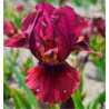 IRIS PUMILA LADY IN RED