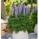 LUPIN LUPINOVA® CIERRA