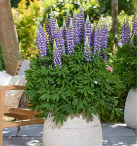 LUPIN LUPINOVA® CIERRA