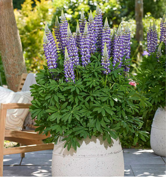LUPIN LUPINOVA® CIERRA