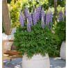 LUPIN LUPINOVA® CIERRA