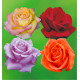COLIBRIANT 4 ROSIERS BUISSONS : 1 JORO + 1 Mme A.MEILLAND + 1 POEMA + 1 VIOLET PERFUME