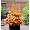HEUCHERA ETERNAL FLAME