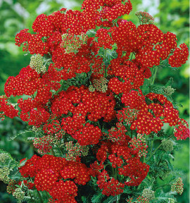 ACHILLÉE RED VELVET