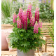 LUPINUS LUPINOVA® CUTIE