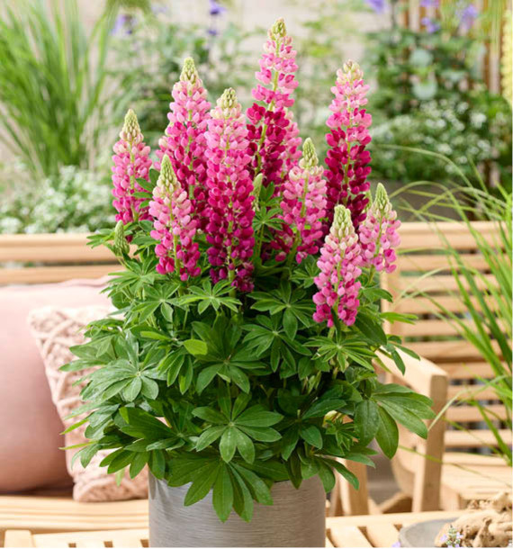 LUPINUS LUPINOVA® CUTIE