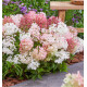 HORTENSIA GROUNDBREAKER®