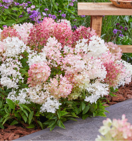 HORTENSIA GROUNDBREAKER®RUBY