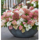 HORTENSIA GROUNDBREAKER®