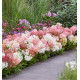HORTENSIA GROUNDBREAKER®