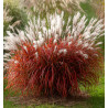MISCANTHUS LADY IN RED
