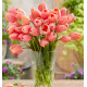TULIPE SIMPLE TARDIVE MENTON ROSE