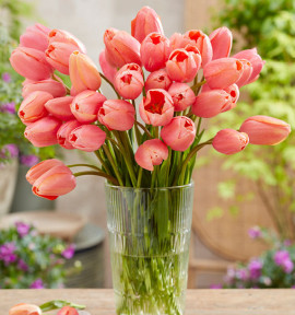 TULIPE SIMPLE TARDIVE MENTON ROSE