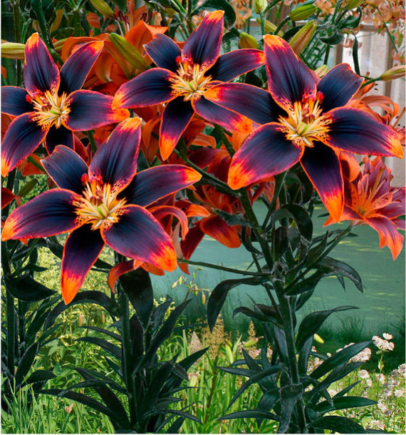 LIS ASIATIQUE FOREVER SUSAN