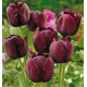 TULIPE SIMPLE TARDIVE QUEEN OF NIGHT NOIRE
