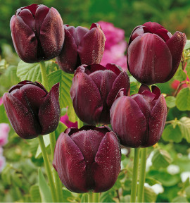 TULIPE SIMPLE TARDIVE QUEEN OF NIGHT NOIRE