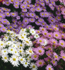 ASTERS NAINS D’AUTOMNE