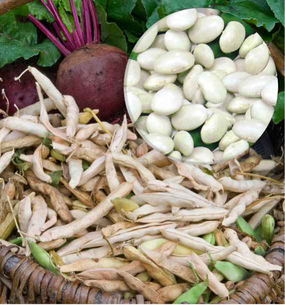 HARICOT A RAMES A ECOSSER MAIS TYPE TARBAIS, plante en ligne — free download