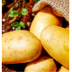 POMME DE TERRE VALENCIA