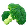 CHOU BROCOLI KOROS F1