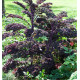 CHOU FRISE SCARLET (CHOU KALE)