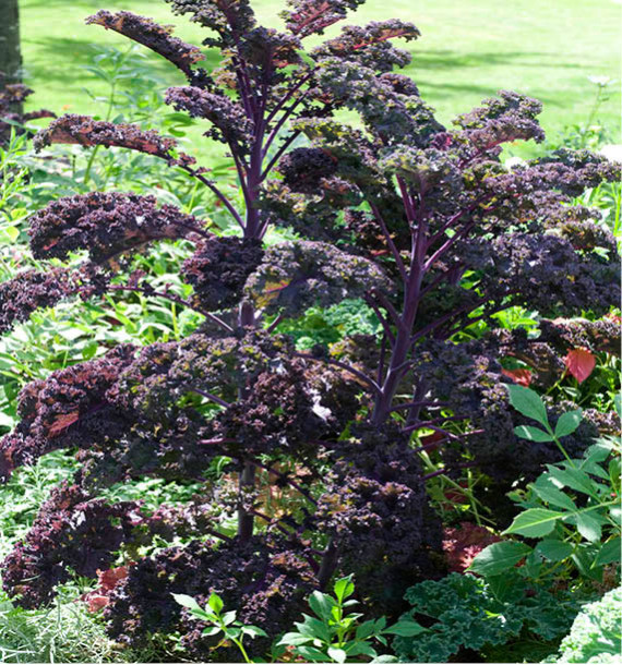 CHOU FRISE SCARLET (CHOU KALE)