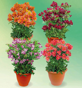 COLIBRIANT 4 ALSTROEMÈRES ROYALE® : 1 HENRI + 1 VALENTINE + 1 ELISABETH + GEORGES V