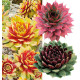 COLIBRIANT 3 SEMPERVIVUM CHICK CHARMS® : 1 GOLD NUGGET + 1 AUTUMN APPLE + 1 CINNAMON STARBURST