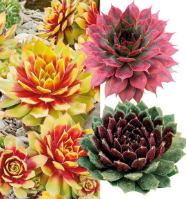 COLIBRIANT 3 SEMPERVIVUM CHICK CHARMS® : 1 GOLD NUGGET + 1 AUTUMN APPLE + 1 CINNAMON STARBURST