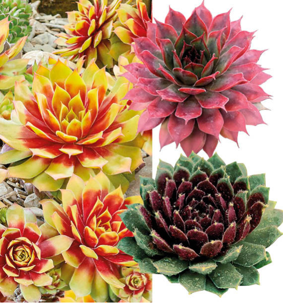 COLIBRIANT 3 SEMPERVIVUM CHICK CHARMS® : 1 GOLD NUGGET + 1 AUTUMN APPLE + 1 CINNAMON STARBURST