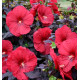 HIBISCUS MOSCHEUTOS CAROUSEL® RED WINE