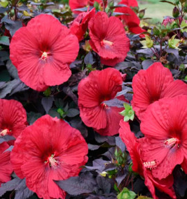 HIBISCUS MOSCHEUTOS CAROUSEL® RED WINE