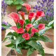 CALLA CAPTAIN® HOLLYWOOD