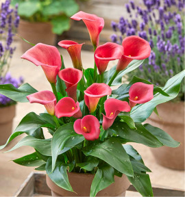 CALLA CAPTAIN® HOLLYWOOD