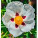 CISTUS x PURPUREUS 'ALAN FRADD'