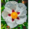 CISTUS x PURPUREUS 'ALAN FRADD'