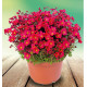 SAXIFRAGE LOFTY DARK ROSE SHADES