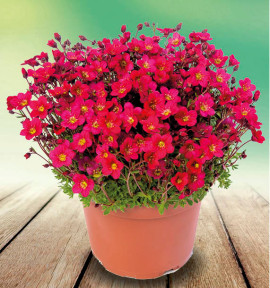 SAXIFRAGE LOFTY DARK ROSE SHADES