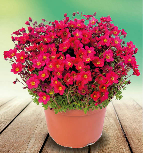 SAXIFRAGE LOFTY DARK ROSE SHADES