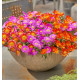 DELOSPERMA OCEAN SUNSET® 1 ORANGE VIBE + 1 VIOLET