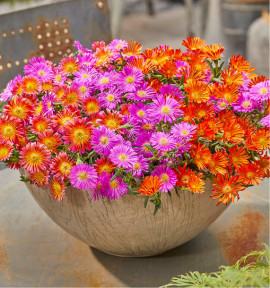 DELOSPERMA OCEAN SUNSET® 1 ORANGE VIBE + 1 VIOLET