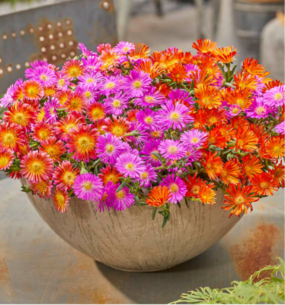 DELOSPERMA OCEAN SUNSET® 1 ORANGE VIBE + 1 VIOLET