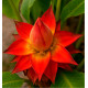 BANANIER LOTUS SICHUAN STAR