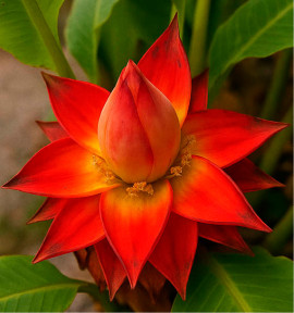 BANANIER LOTUS SICHUAN STAR