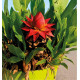 BANANIER LOTUS SICHUAN STAR